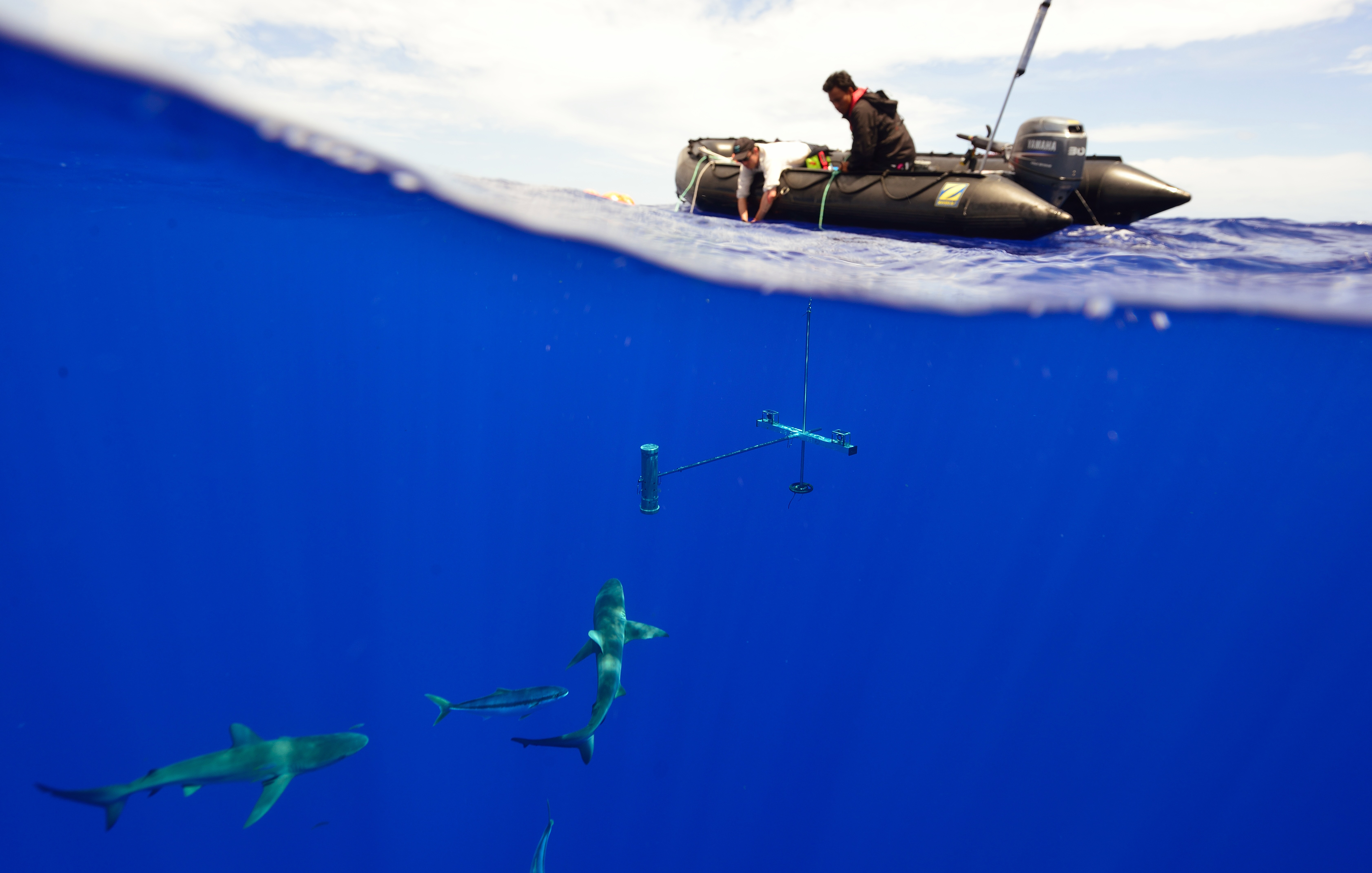 Underwater video of fish assemblages using baited cameras in the Perth  Canyon, Western Australia 